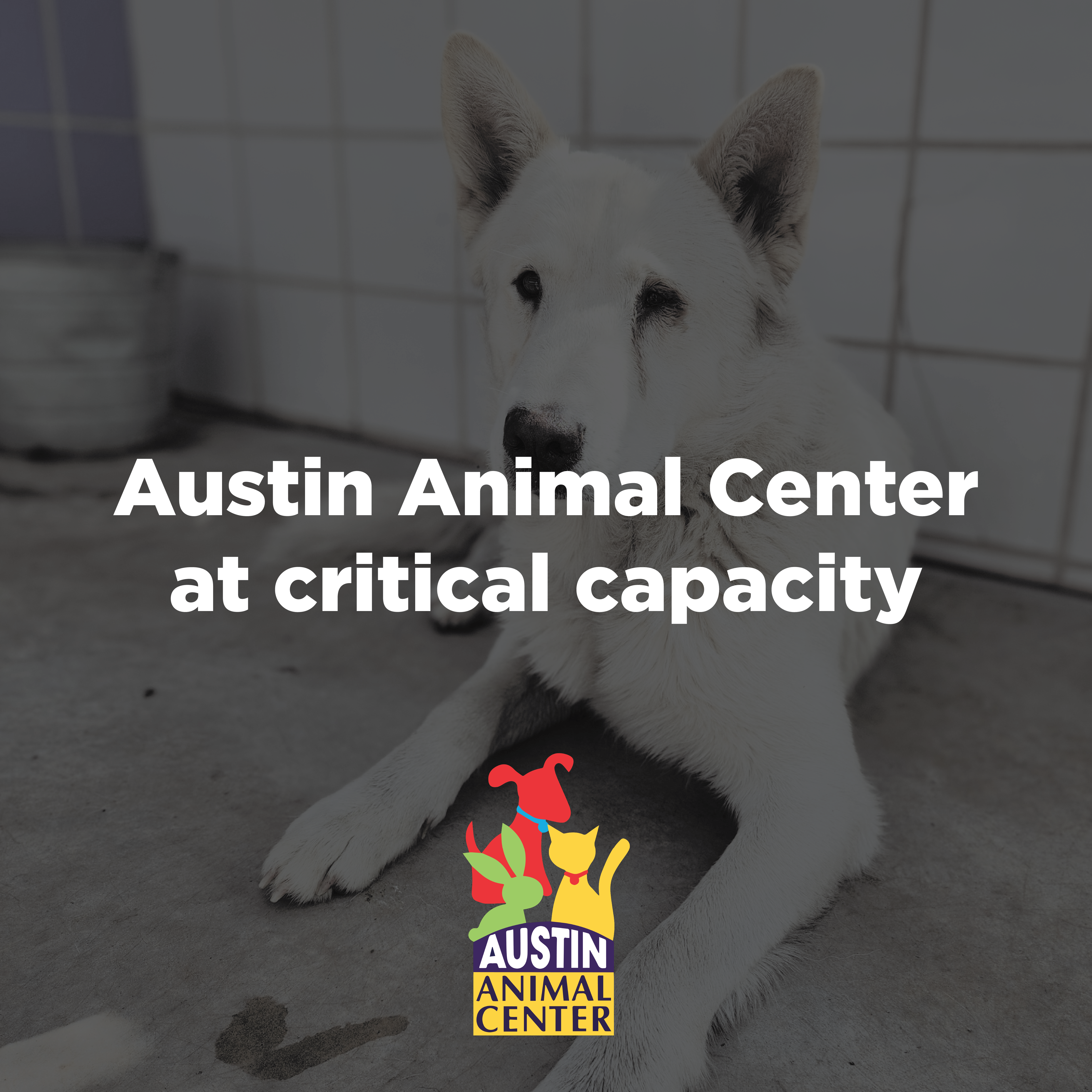 Austin Animal Center at crisis point, asks community for help