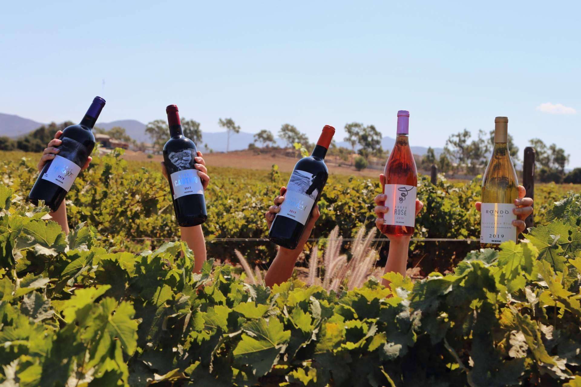 Vivir el vino desde el orígen en el Valle de Guadalupe
