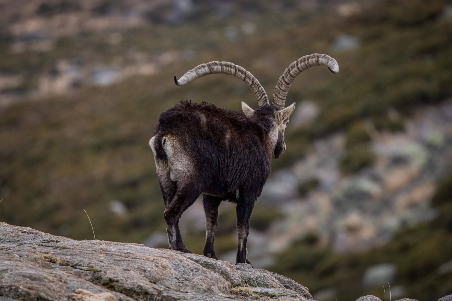 Spanish Wildlife Tourism Company Guarantees 95% Success Rate for Rare Animal Sightings